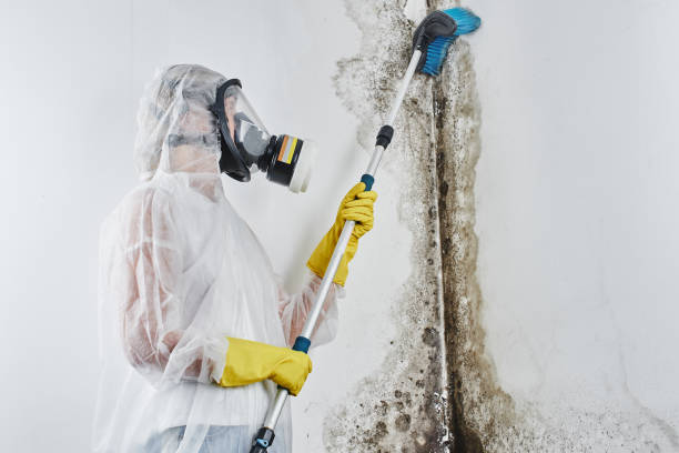 Best Home Mold Removal  in Warren, IL