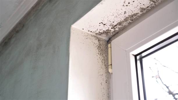 Best Mold Cleaning Services  in Warren, IL