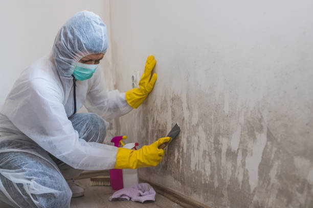 Best Affordable Mold Removal  in Warren, IL