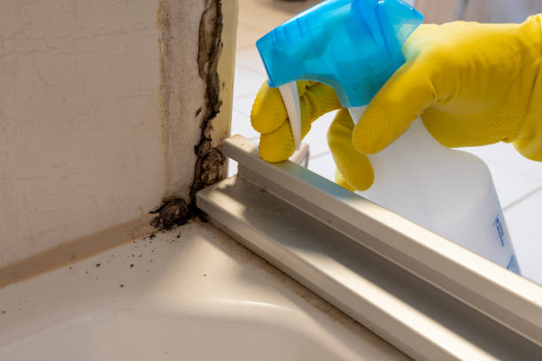 Best Mold Testing  in Warren, IL