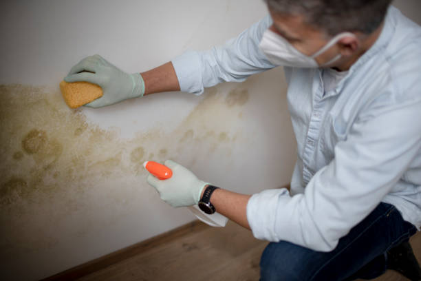 Best Mold Removal Near Me  in Warren, IL