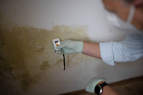 Best Mold Testing  in Warren, IL