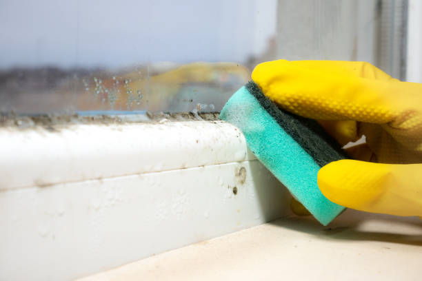 Certified Mold Removal in Warren, IL