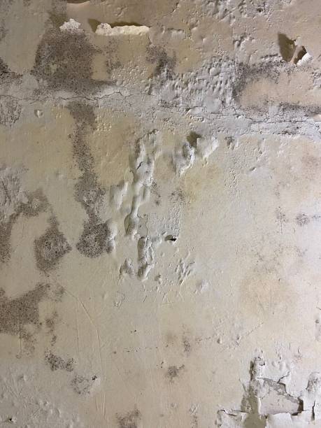 Best Certified Mold Removal  in Warren, IL