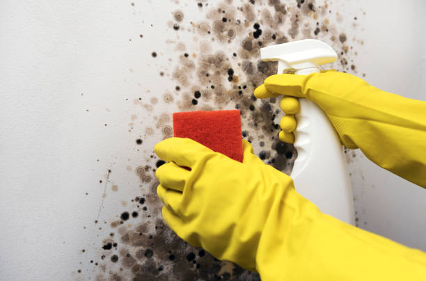 Home Mold Removal in Warren, IL
