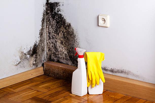 Best Black Mold Removal  in Warren, IL