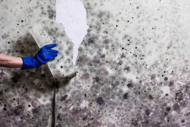 Best Fast Mold Removal  in Warren, IL