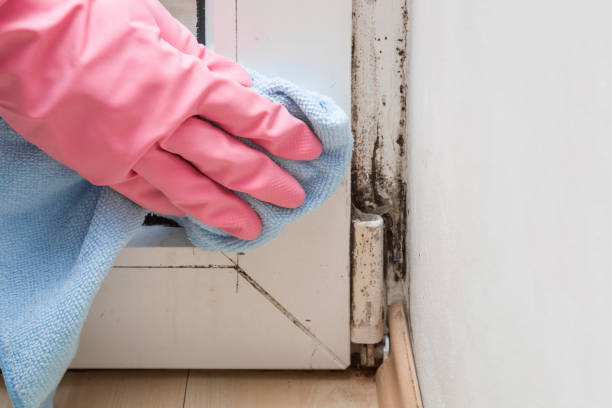 Best Fast Mold Removal  in Warren, IL