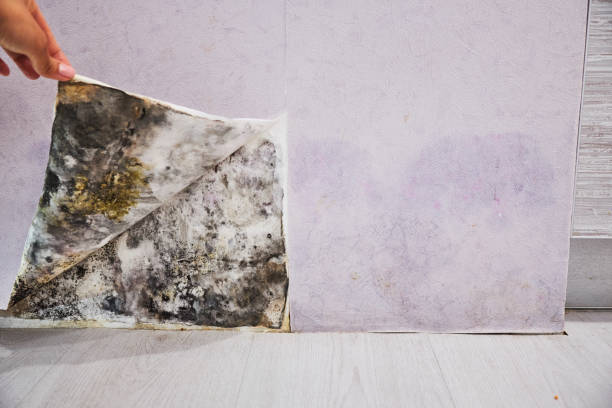 Best Attic Mold Removal  in Warren, IL